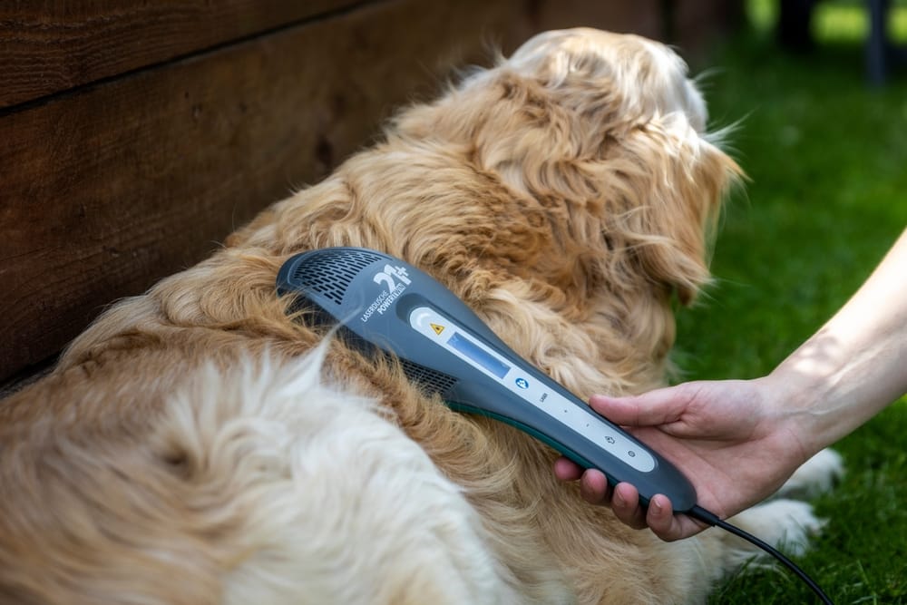 A golden retriever receiving laser therapy on its back outdoors to promote healing - Laser Therapy