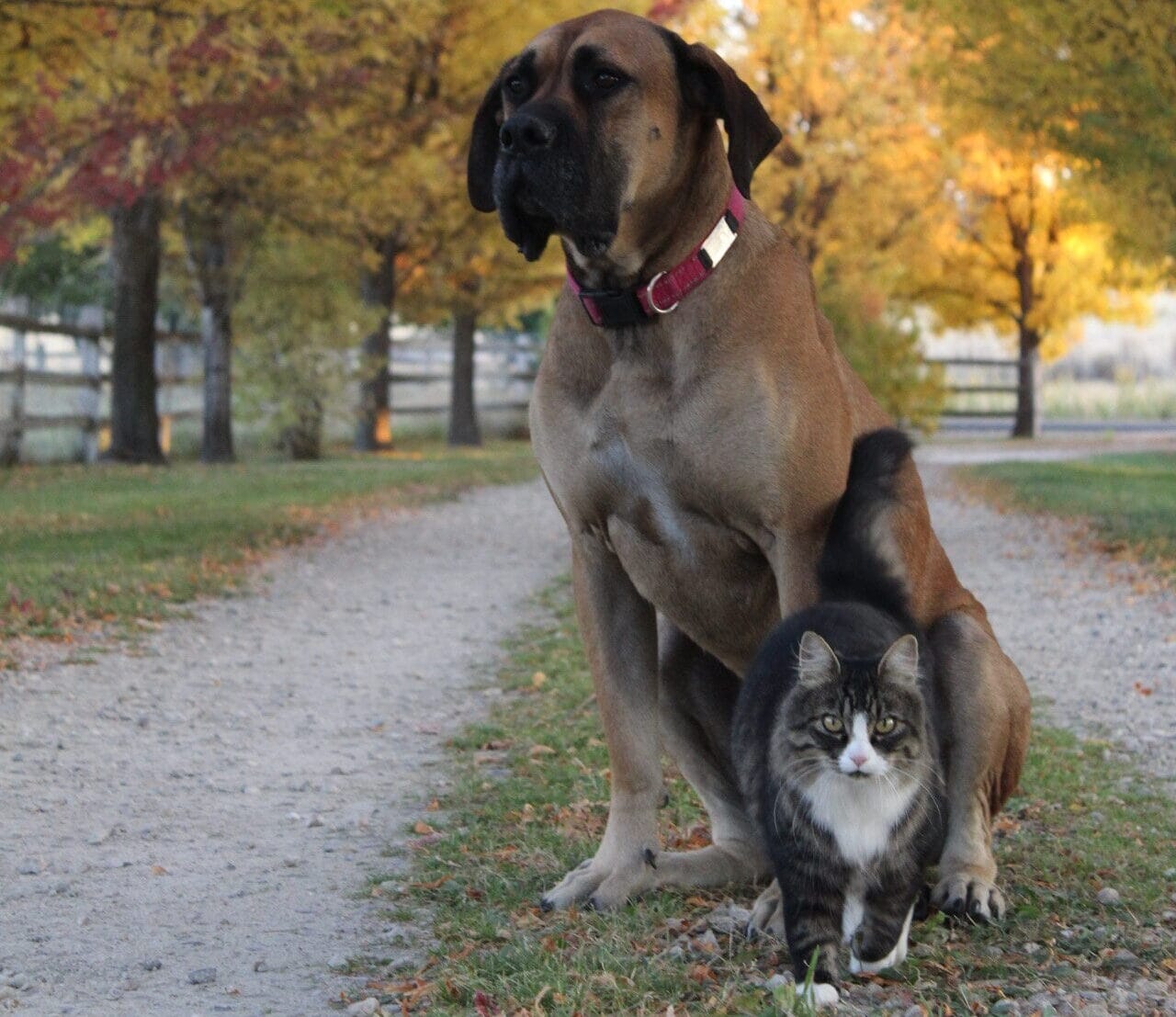 Veterinarian Boise Veterinarian Boise